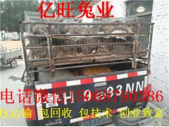 為什么山東那么多養(yǎng)兔場，哪家養(yǎng)兔場最正規(guī)