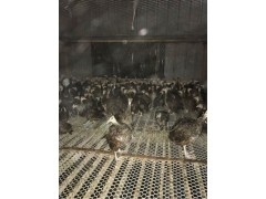 泉州鴕鳥苗多少錢一個月