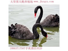 潮州鴕鳥苗多少錢一個月半