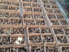 宣城兩個(gè)月的鴕鳥苗多少錢一只