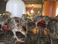 大興安嶺鴕鳥苗多少錢一只