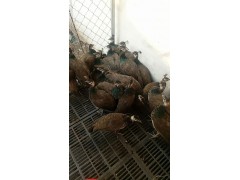 連云港2018鴕鳥苗多少錢一只