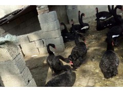 呼和浩特非洲鴕鳥苗多少錢一只