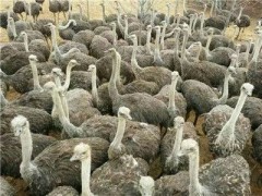 荊州鴕鳥苗多少錢一只
