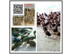 商丘8斤重鴕鳥(niǎo)苗多少錢(qián)一只