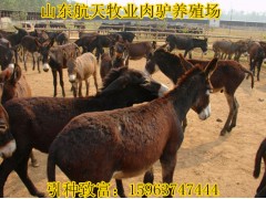 湛江市黃牛養(yǎng)殖場牛圈建設(shè)成本