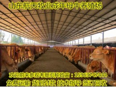 韶關(guān)市黃牛養(yǎng)殖場黃牛牛犢多少錢