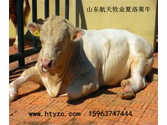 柳州市黃牛養(yǎng)殖場牛犢養(yǎng)殖技術
