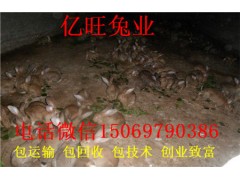 雜交野兔散養(yǎng)技術(shù)視頻