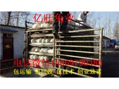 養(yǎng)100只雜交野兔的利潤是多少