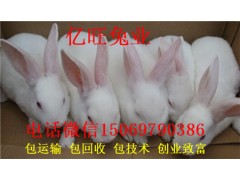 肉兔價格和效益分析