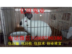 肉兔養(yǎng)殖優(yōu)勢