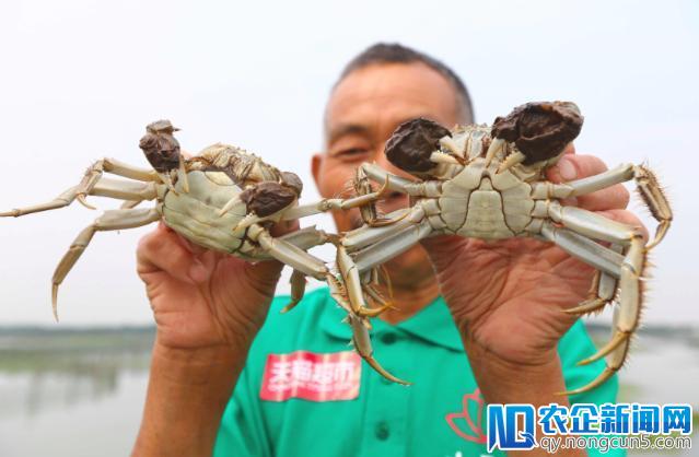 重磅！天猫生鲜升级大闸蟹消费体验：“先吃后付、分钟级配送、绳蟹新标准”