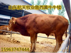 汕尾市肉牛養(yǎng)殖場(chǎng)牛舍建設(shè)成本