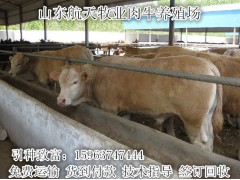 百色市西門塔爾牛養(yǎng)殖場黃牛牛犢多少錢