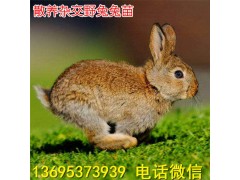 福建長樂市獺兔養(yǎng)殖場種公兔價格