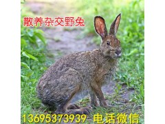 福建漳州市雜交野兔養(yǎng)殖場幼兔價格