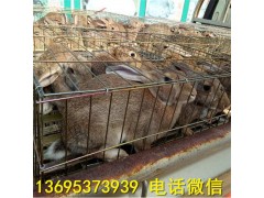 福建漳州市獺兔養(yǎng)殖場青年兔價格