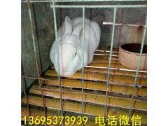 福建建陽市比利時(shí)兔養(yǎng)殖場(chǎng)種兔價(jià)格