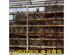 福建南平市比利時兔養(yǎng)殖場幼兔價格