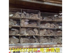 福建晉江市比利時(shí)兔養(yǎng)殖場(chǎng)種公兔價(jià)格