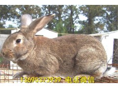 安徽亳州市比利時兔養(yǎng)殖場幼兔價格