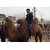贵州骆驼养殖场哪里有骆驼养殖场 骆驼的驯养