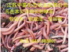 蚯蚓種苗批發(fā)多少錢一斤