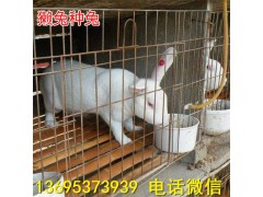 河南省新西蘭兔養(yǎng)殖場幼兔價格