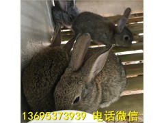 北京市獺兔養(yǎng)殖場(chǎng)種兔價(jià)格