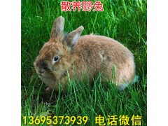 遼寧省比利時兔養(yǎng)殖場種兔價格