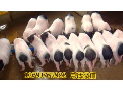 昆明市黑豬養(yǎng)殖場(chǎng)種豬價(jià)格