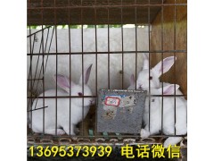 臺灣省比利時兔養(yǎng)殖場幼兔價格