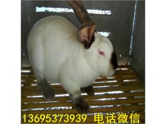 興安盟獺兔養(yǎng)殖場(chǎng)種兔價(jià)格