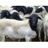 今日肉羊价格走势 肉羊价格现多少钱一斤