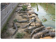 昆明市鱷魚養(yǎng)殖基地金沙灘鱷魚養(yǎng)殖場