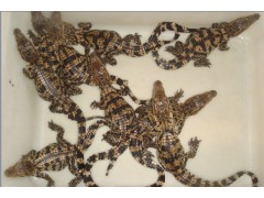 內(nèi)蒙古自治區(qū)鱷魚養(yǎng)殖基地金沙灘鱷魚養(yǎng)殖場