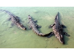 遼寧省鱷魚掌價(jià)格金沙灘鱷魚養(yǎng)殖場