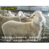 2018年 杜泊羊 白頭杜泊羊羔羊多少錢一只價格
