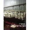 在安徽養(yǎng)殖伊拉兔種兔年利潤