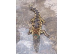吉林省鱷魚養(yǎng)殖基地金沙灘鱷魚養(yǎng)殖場