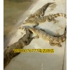 吉林省鱷魚掌價格鱷魚暖棚建設(shè)