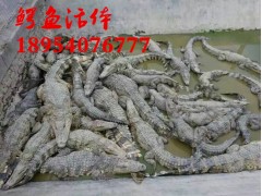 衡水市鱷魚苗好養(yǎng)嗎