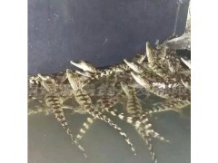 高碑店市有養(yǎng)殖鱷魚的嗎