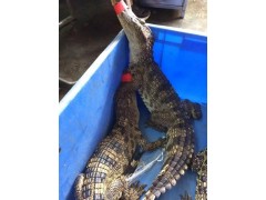 沙河市有賣商品鱷魚有的嗎