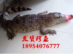 涿州市鱷魚苗好養(yǎng)嗎