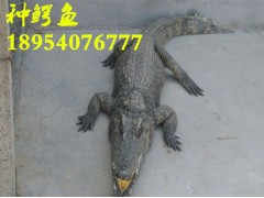 武安市鱷魚尾的價格