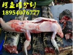 遷安市鱷魚(yú)腿肉的價(jià)格