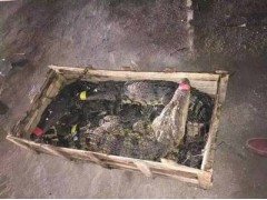 藁城市鱷魚(yú)尾的價(jià)格