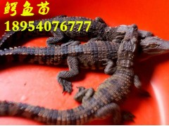 鹿泉市活體鱷魚多少錢一條